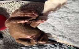 Labrador Retriever dogs for sale: 1 beautiful KC chunky show chocolate boy 4 wks - Image 6