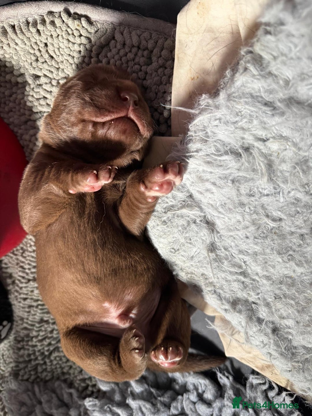 Labrador Retriever dogs for sale: 1 beautiful KC chunky show chocolate boy 4 wks - Image 6