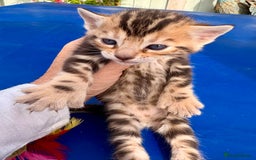 Keetso cats for sale: Stunning golden keetsos  - Image 23