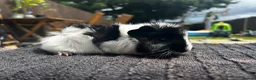 Guinea Pig rodents for sale: 3 male guinea pigs  - Advert 8