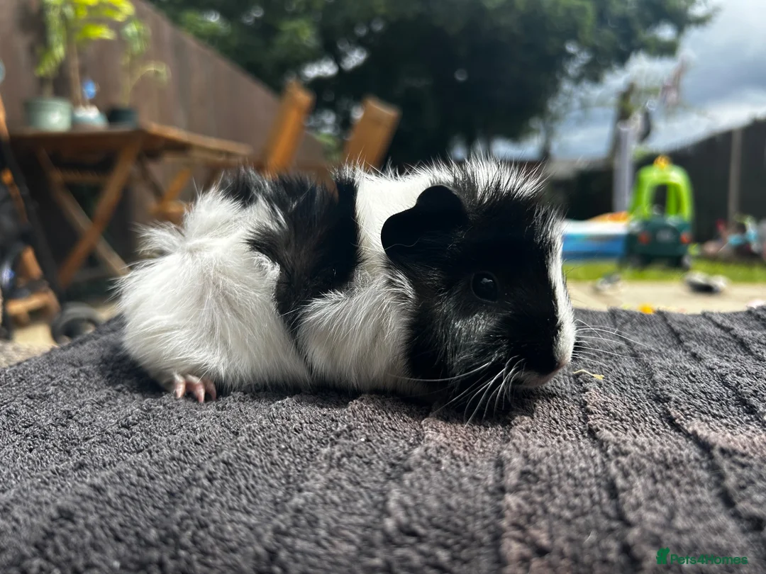 Guinea Pig rodents for sale: 3 male guinea pigs  - Advert 8