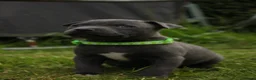 Staffordshire Bull Terrier dogs for sale: Blue KC Registered staffordshire bull terriers  - Advert 9
