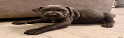 Cane Corso dogs for sale: Exceptional, Champion Bloodline Cane Corso Puppies - Advert 36