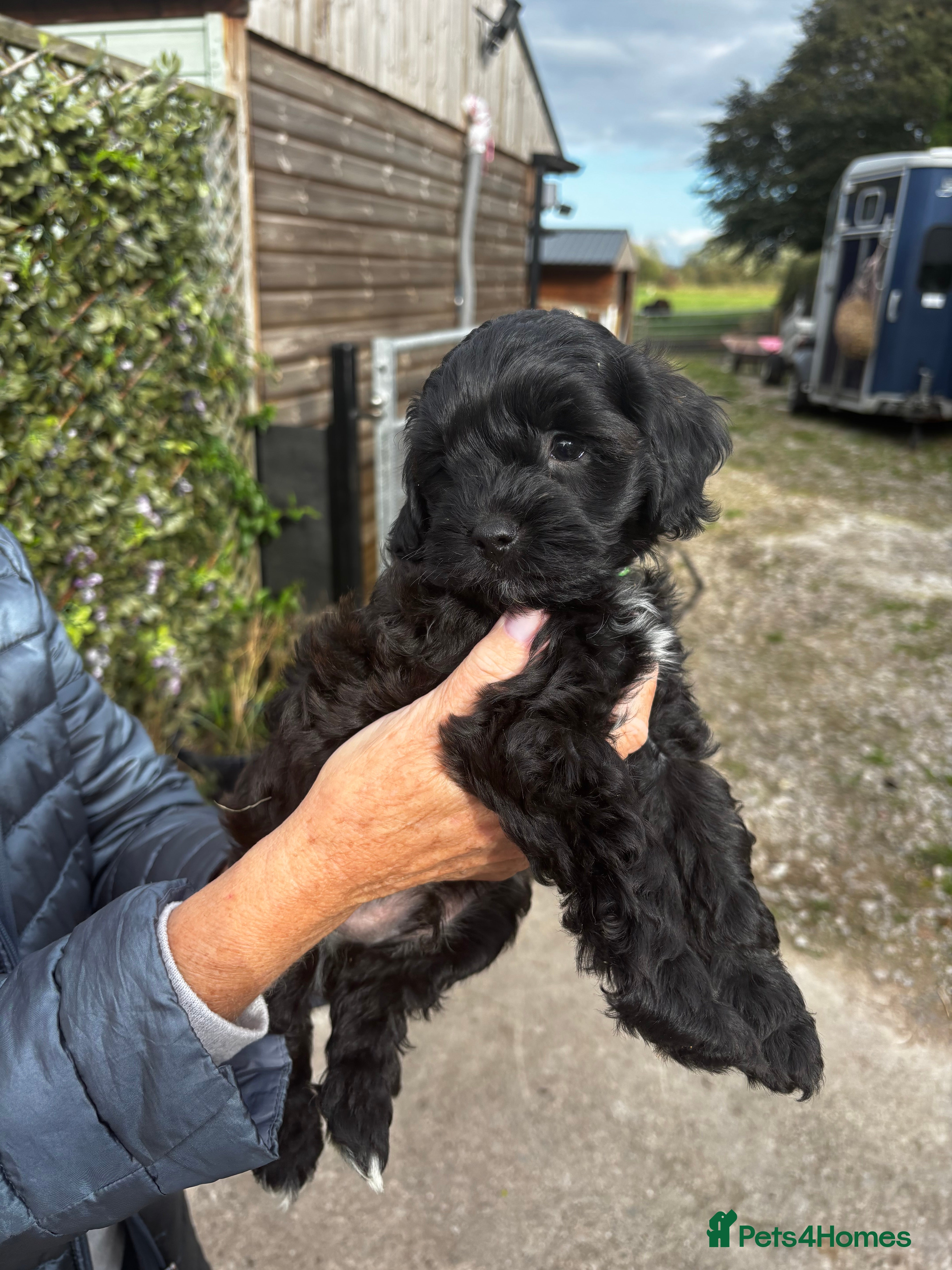 Cavapoo dogs Beautiful Cavapoos available  - Advert 2