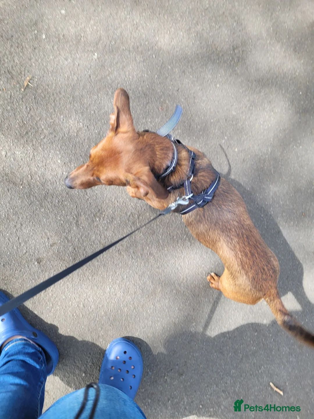 Mixed Breed dogs for sale: Beautiful boy for sale.  - Advert 2