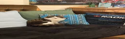 Mixed Breed cats for sale: Norwegian forest cat mix - Advert 3