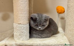 British Shorthair cats for sale: Chunky British Shorthair Kittens GCCF registered.  - Image 7