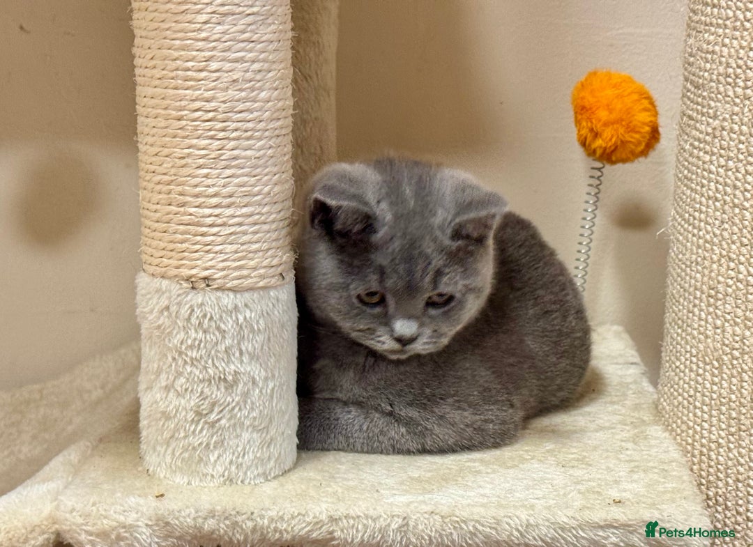 British Shorthair cats for sale: Chunky British Shorthair Kittens GCCF registered.  - Image 7