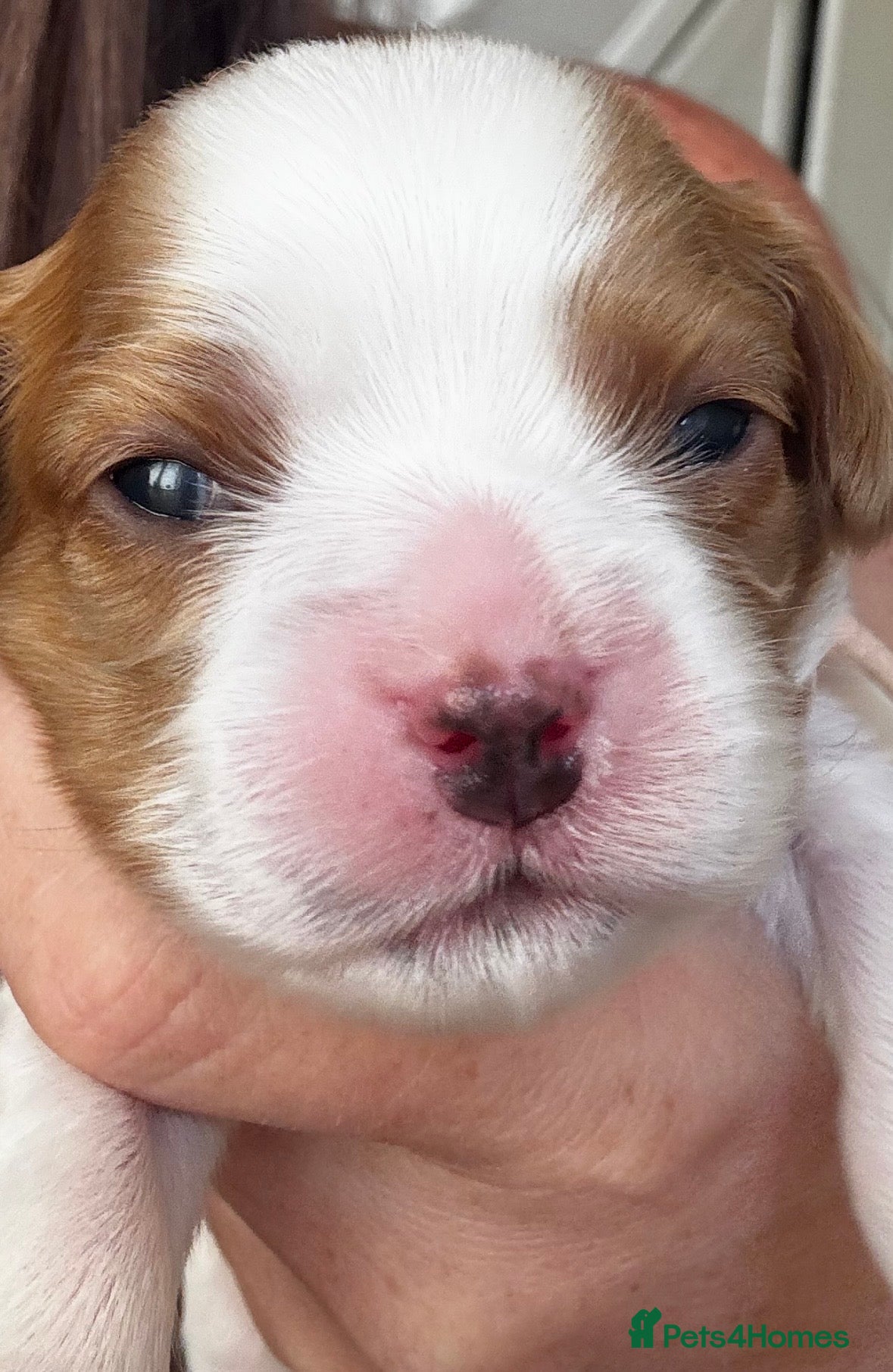 Cavalier King Charles Spaniel dogs 6 cavalier King Charles spaniel girls available  - Advert 1