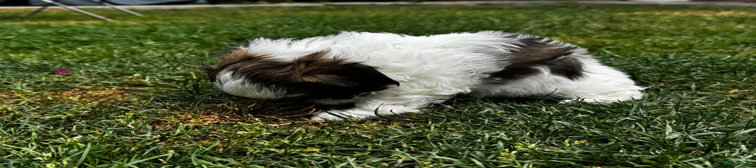 Shih Tzu Puppy 4