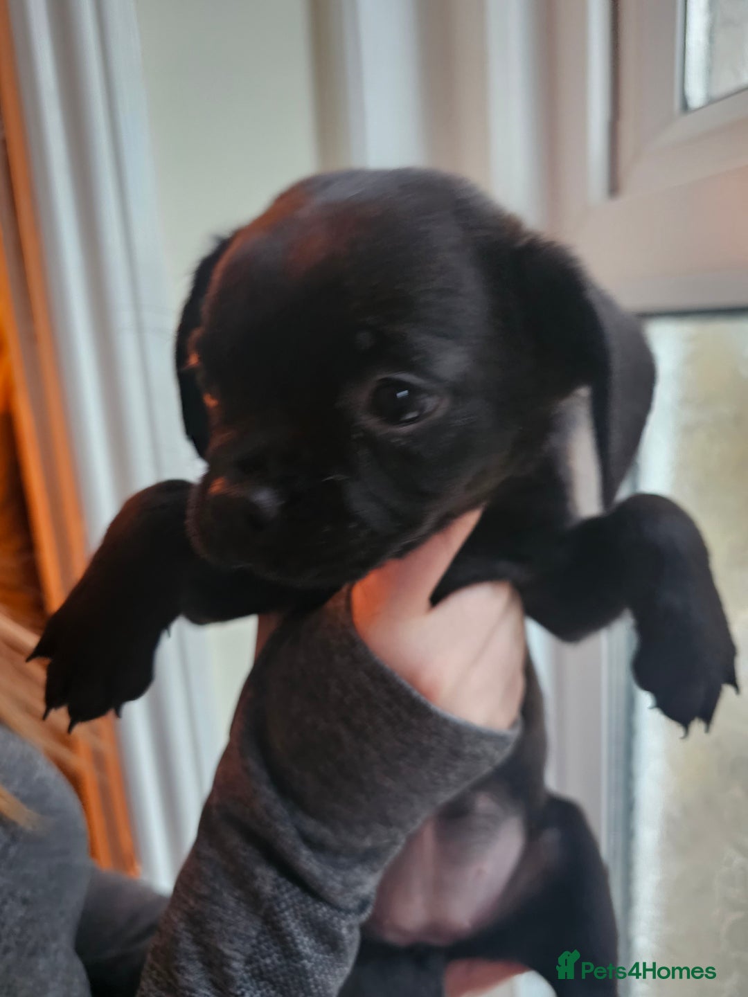 Mixed Breed dogs for sale: Staffy cross puppies  - Advert 5