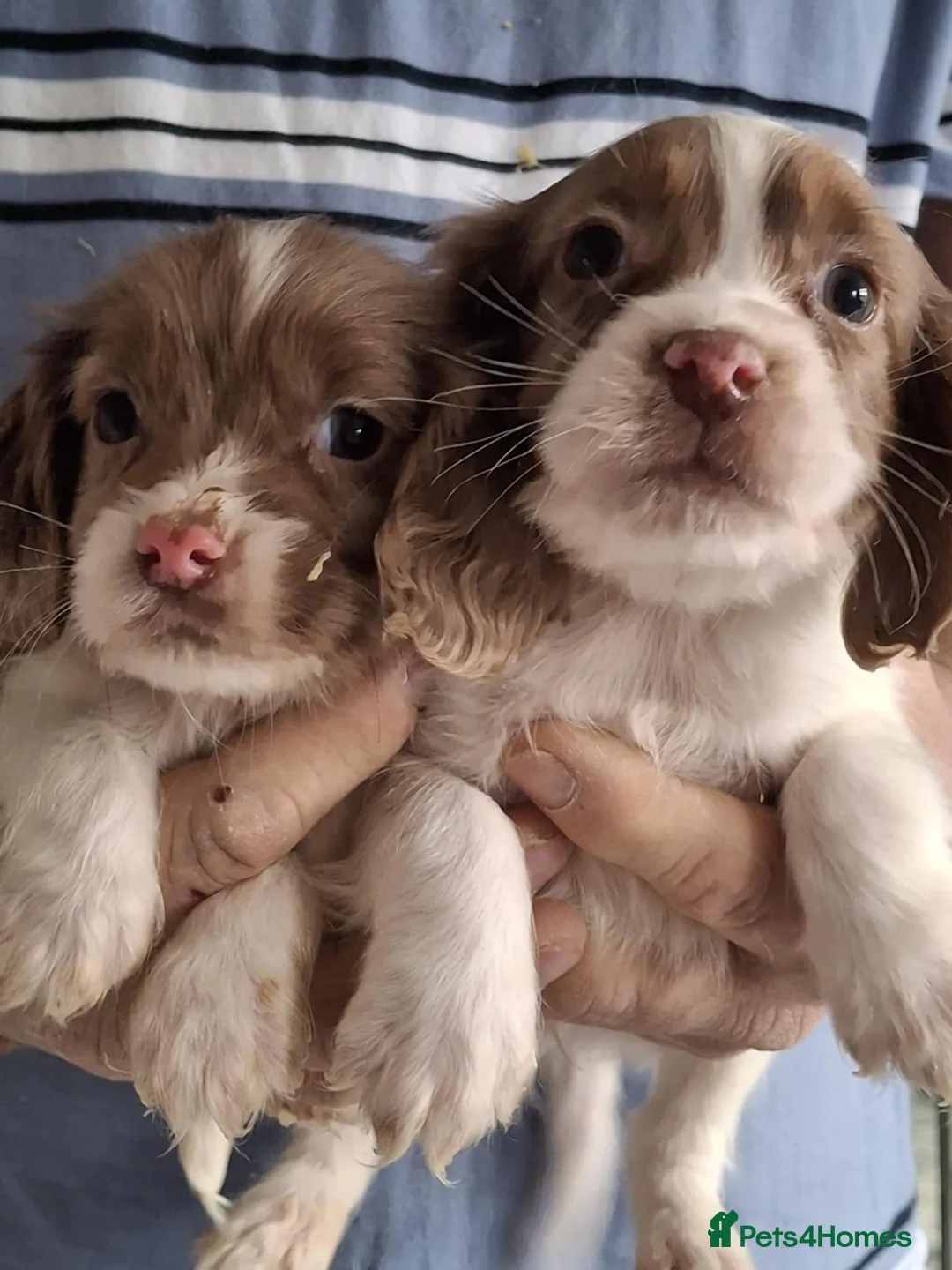 Cocker Spaniel dogs for sale: A beautiful litter of cocker spaniels  - Advert 1