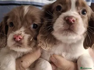 Cocker Spaniel dogs A beautiful litter of cocker spaniels - Advert 1