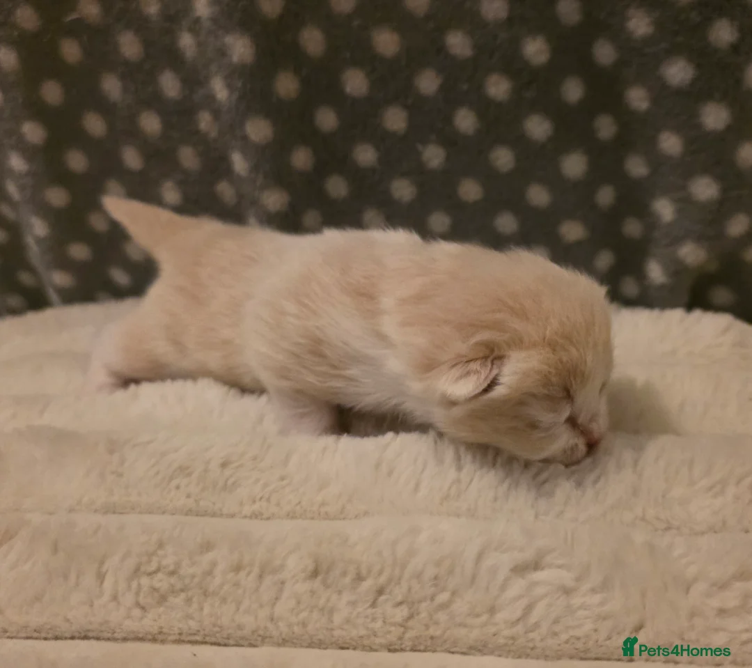 British Shorthair cats for sale: Beautiful unusual Pure British shorthair kittens - Advert 12
