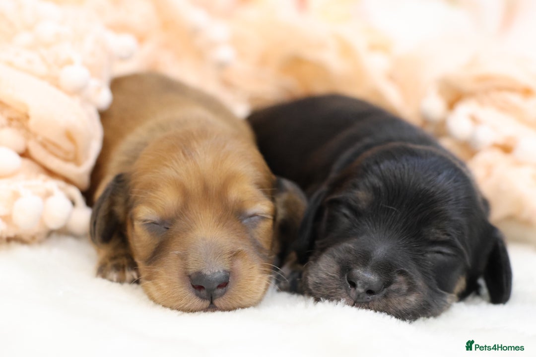 Miniature Dachshund dogs for sale: KC Miniature Dachshund Longhair Puppies - Advert 2