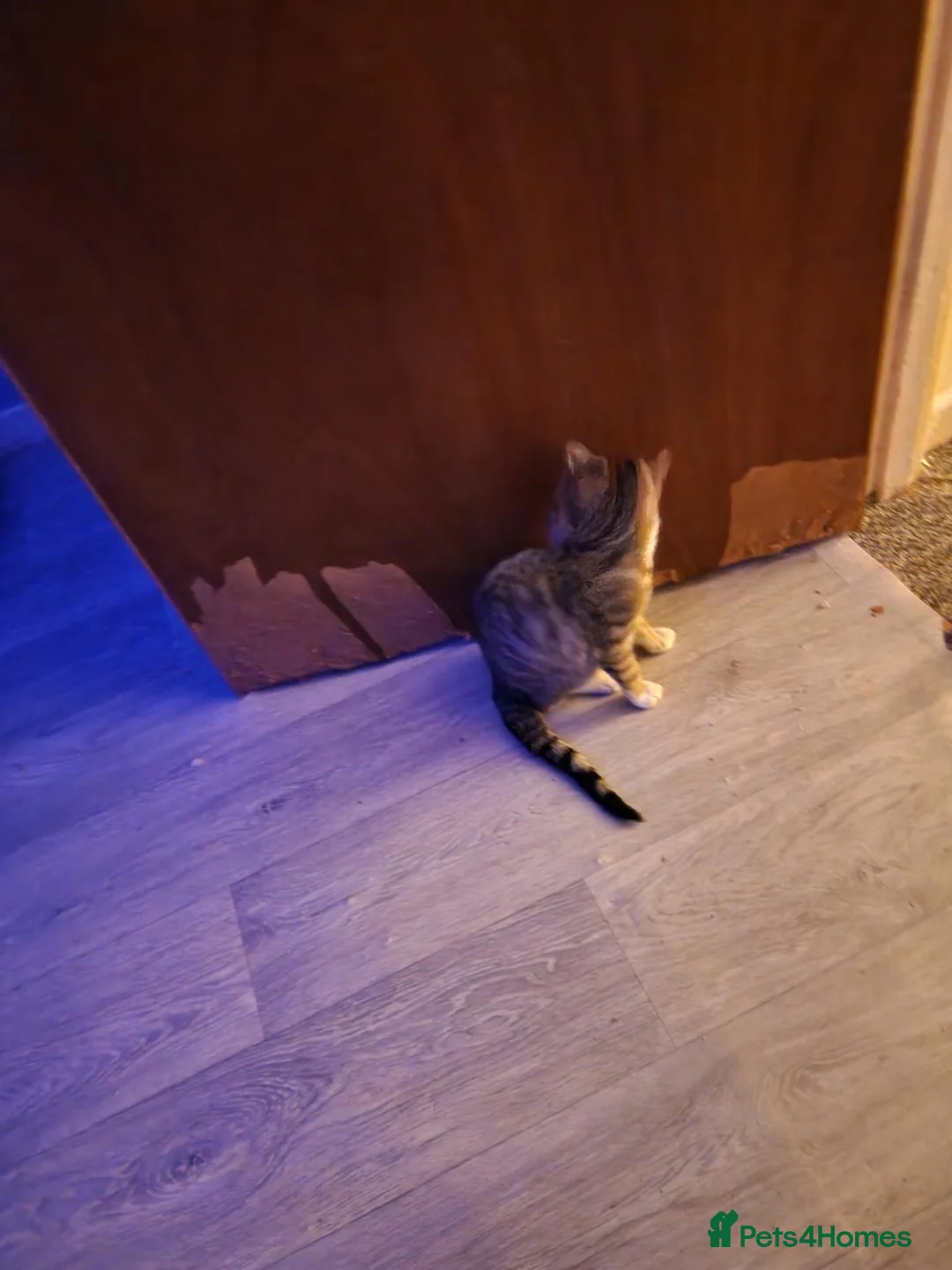 Mixed Breed cats for sale: Selling the 2 kitten  in Hamilton - Advert 3