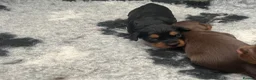 Cocker Spaniel dogs for sale: 🏆 🐾 Hunter's Famous Puppies Have Arrived! 🐾 - Advert 17