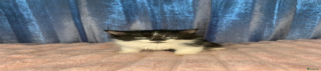Mixed Breed Kitten 5