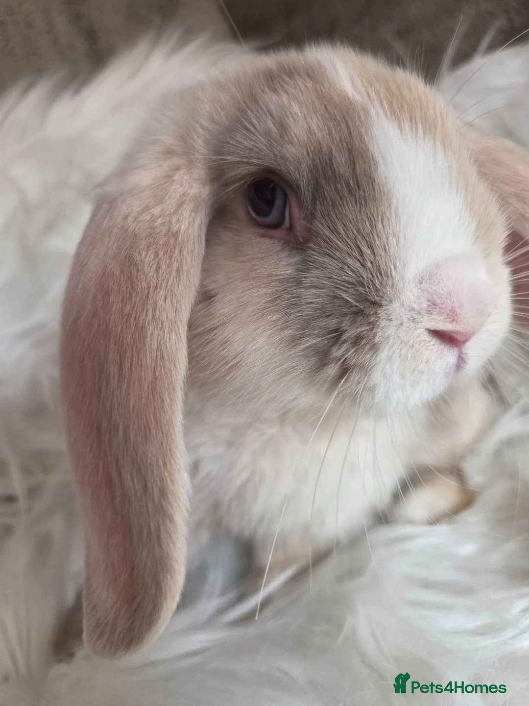 Mini Lop rabbits for sale: Beautiful mini lops boys and girls avalible . - Advert 2