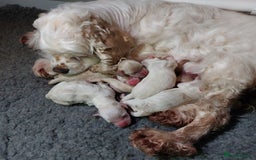 Cockapoo dogs for sale: American cockapoos - waiting list open  in Verwood - Image 11