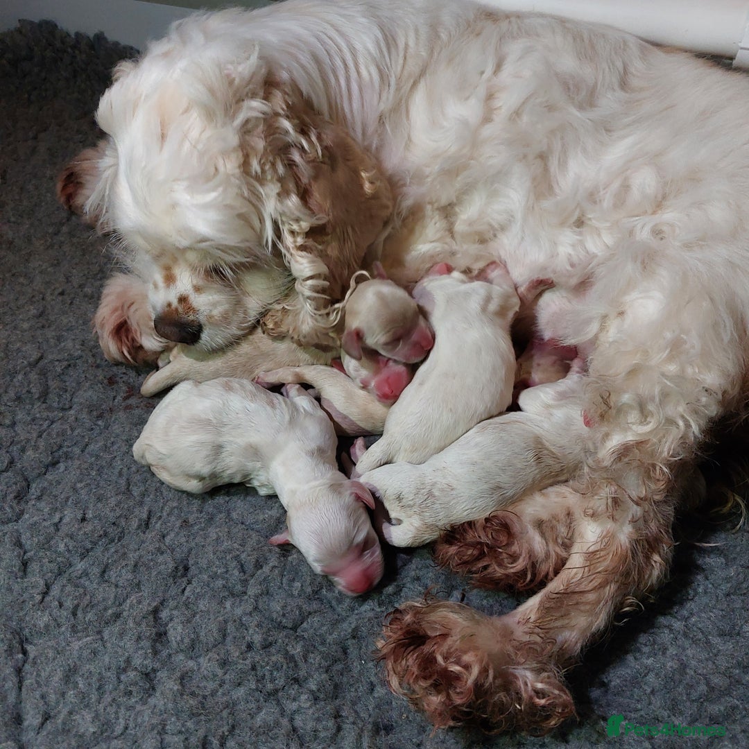 Cockapoo dogs for sale: American cockapoos - waiting list open  in Verwood - Image 11