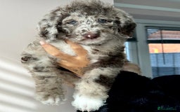 Australian Labradoodle dogs for sale: *waiting list* Australian labradoodles - Image 26
