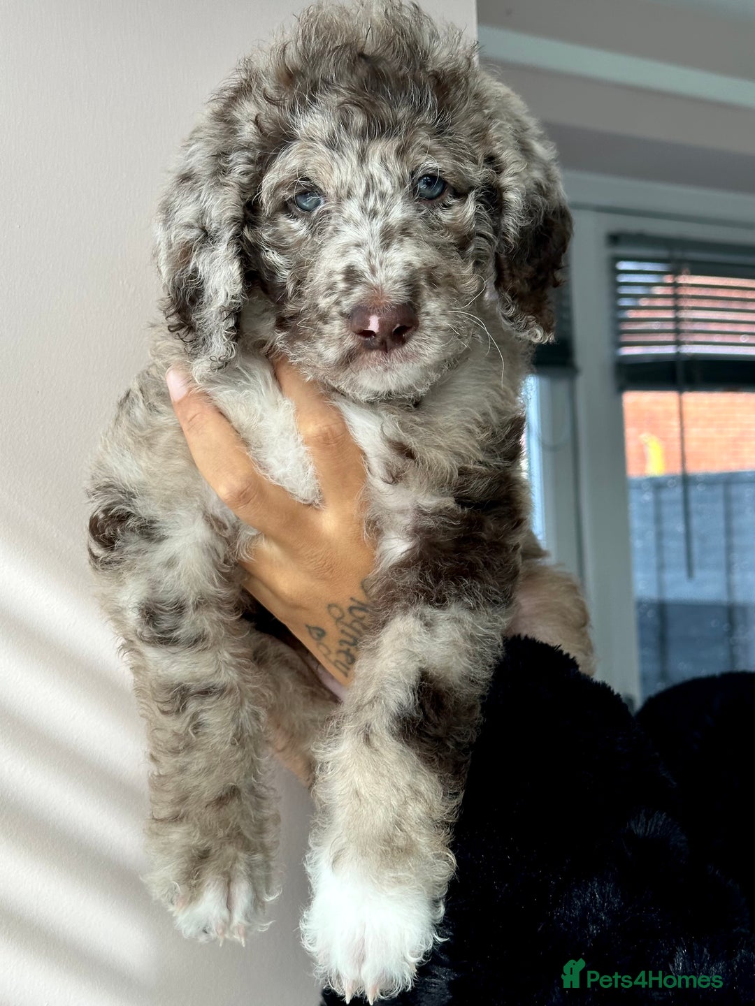 Australian Labradoodle dogs for sale: *waiting list* Australian labradoodles - Image 26