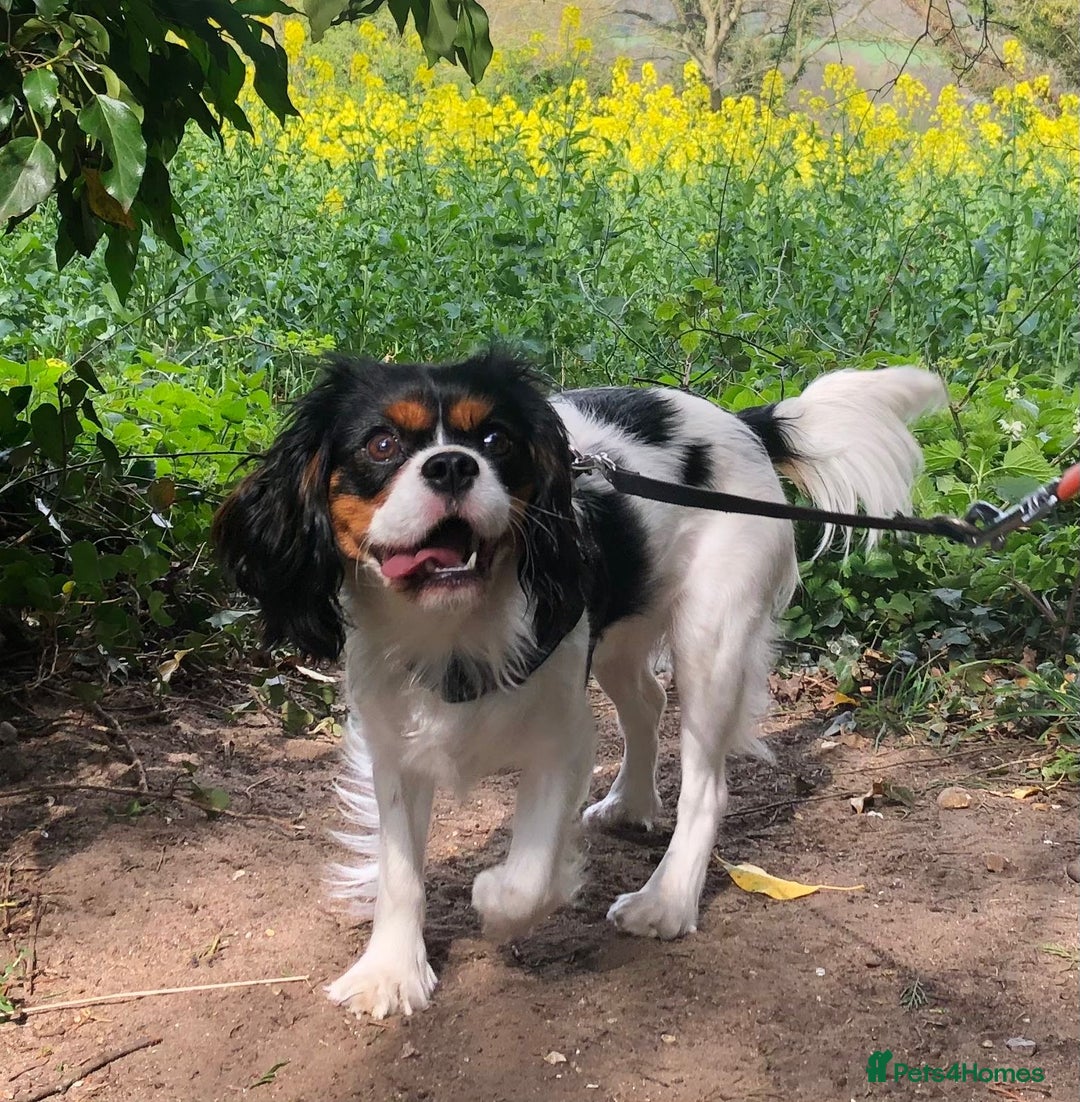 Cavapoo dogs for sale: Black Cavapoo F1 girl available 🐾👸 - Advert 15