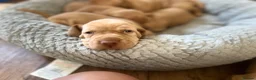 Hungarian Vizsla dogs for sale: Crufts Best in Show & Elite working Bloodlines - Advert 29