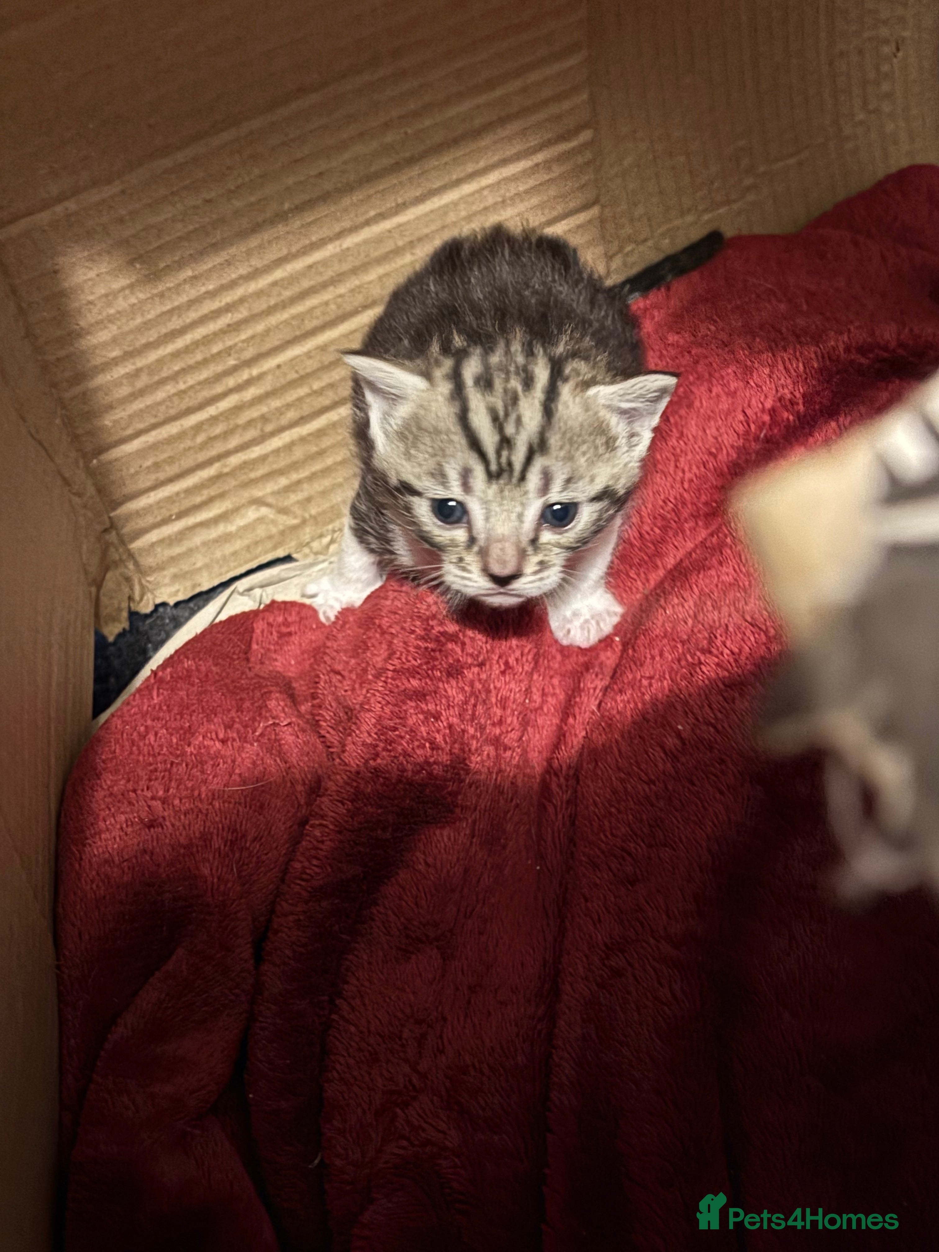 Domestic Shorthair cats Kittens for Sale - Advert 1