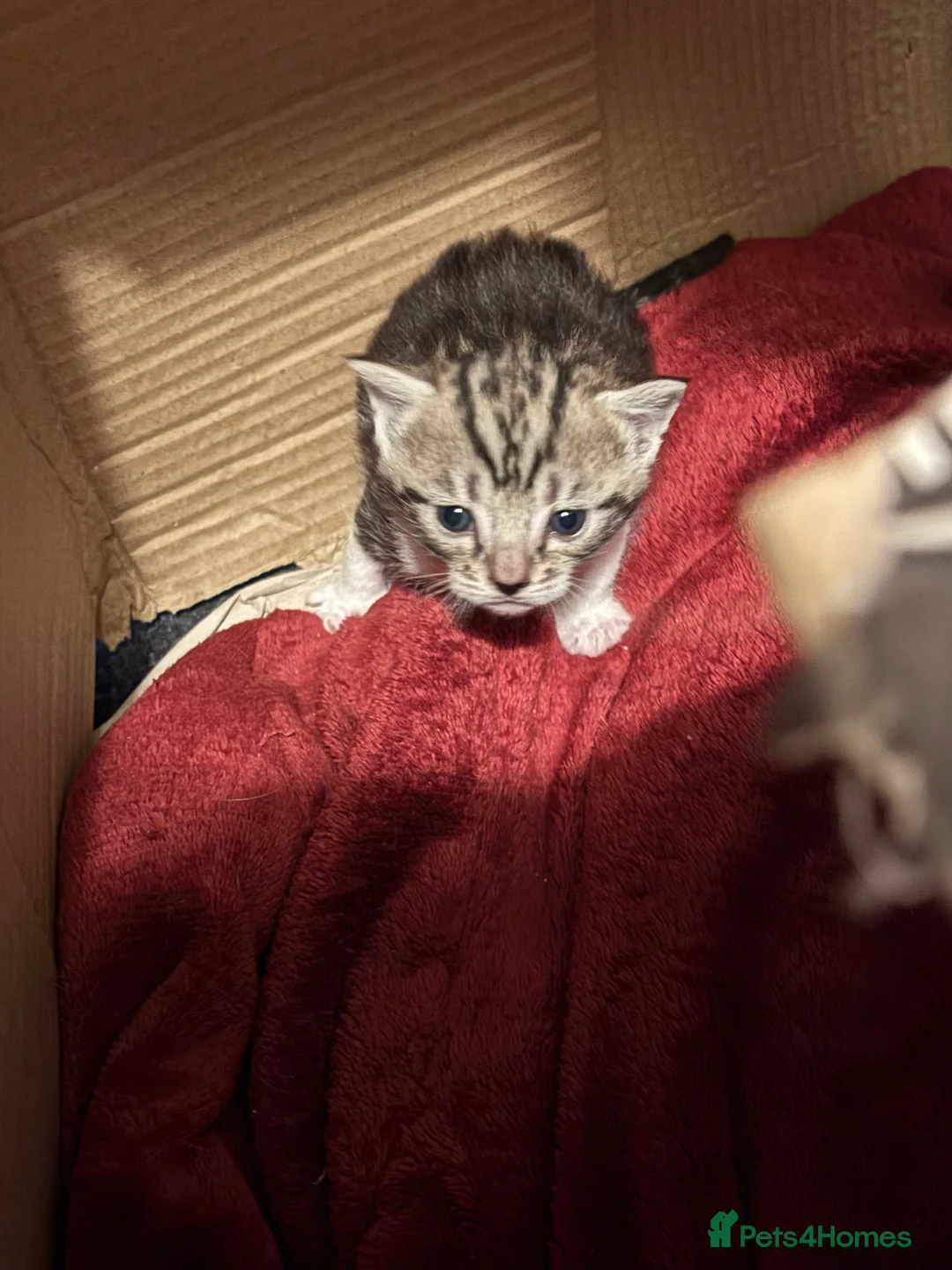 Domestic Shorthair cats for sale: Kittens for Sale - Advert 1