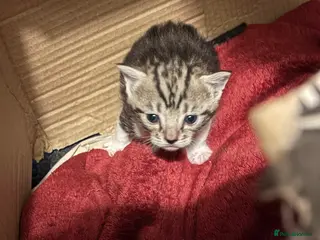 Domestic Shorthair cats Kittens for Sale - Advert 1