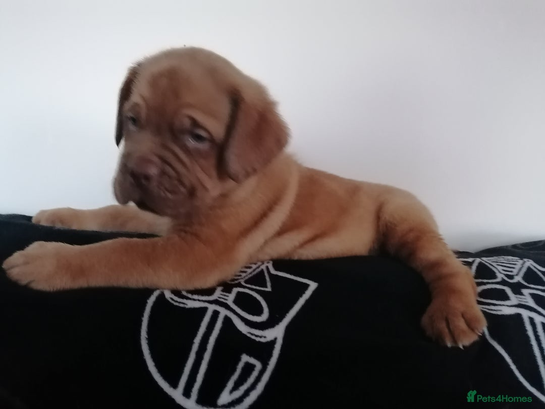 Dogue De Bordeaux dogs for sale: Gorgeous DOUGUE Babies - Image 7