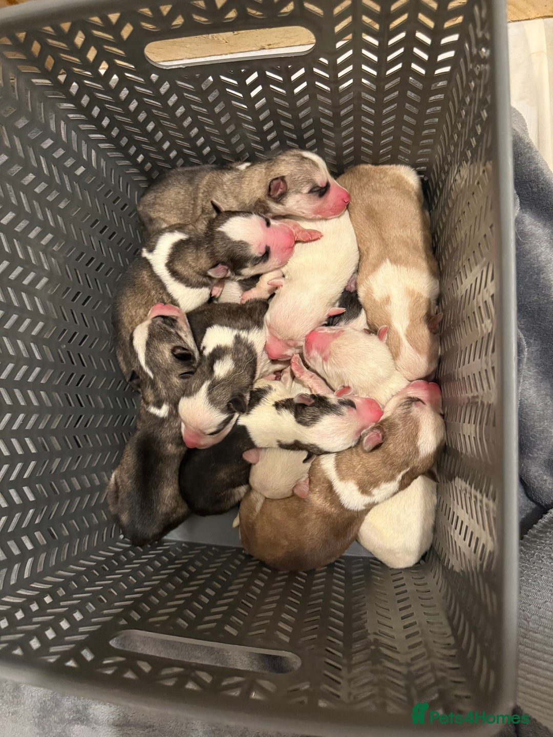 Siberian Husky dogs for sale: 11 stunning Siberian husky puppies for sale  - Image 4