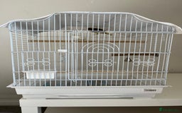 Canaries birds for sale: Canary  - Image 7