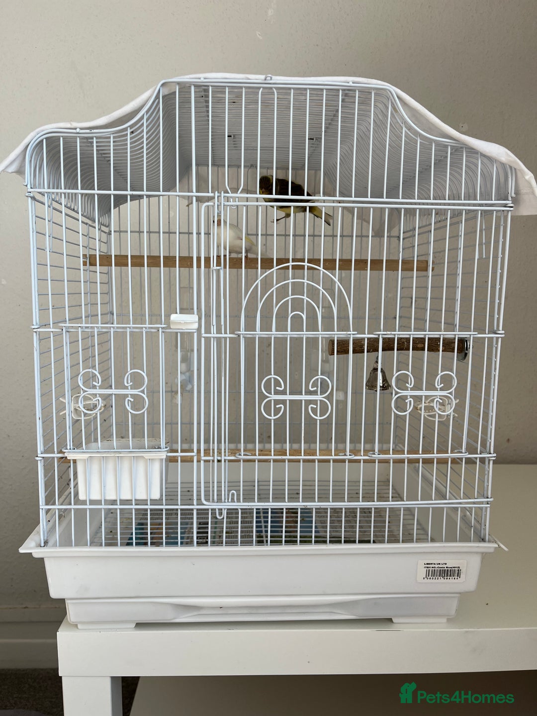 Canaries birds for sale: Canary  - Image 7