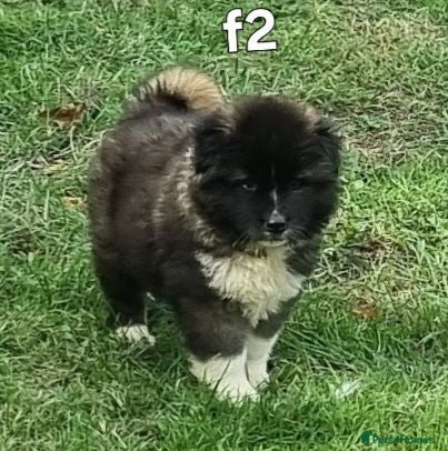 Akita dogs Female Akita pup READY  - Advert 9