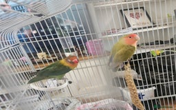 Lovebirds birds for sale: Not hand tamed lovebirds mixed breed  - Image 4