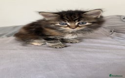 Mixed Breed cats for sale: Gorgeous coloured female kittens - Image 1