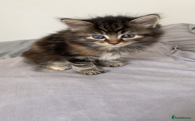 Mixed Breed cats - Advert 2