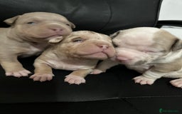 American Bully dogs for sale: 4 pocket bully’s  - Advert 5