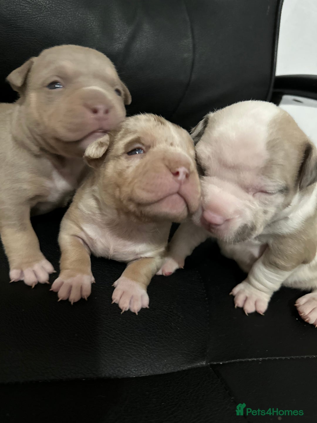 American Bully dogs for sale: 4 pocket bully’s  - Advert 5