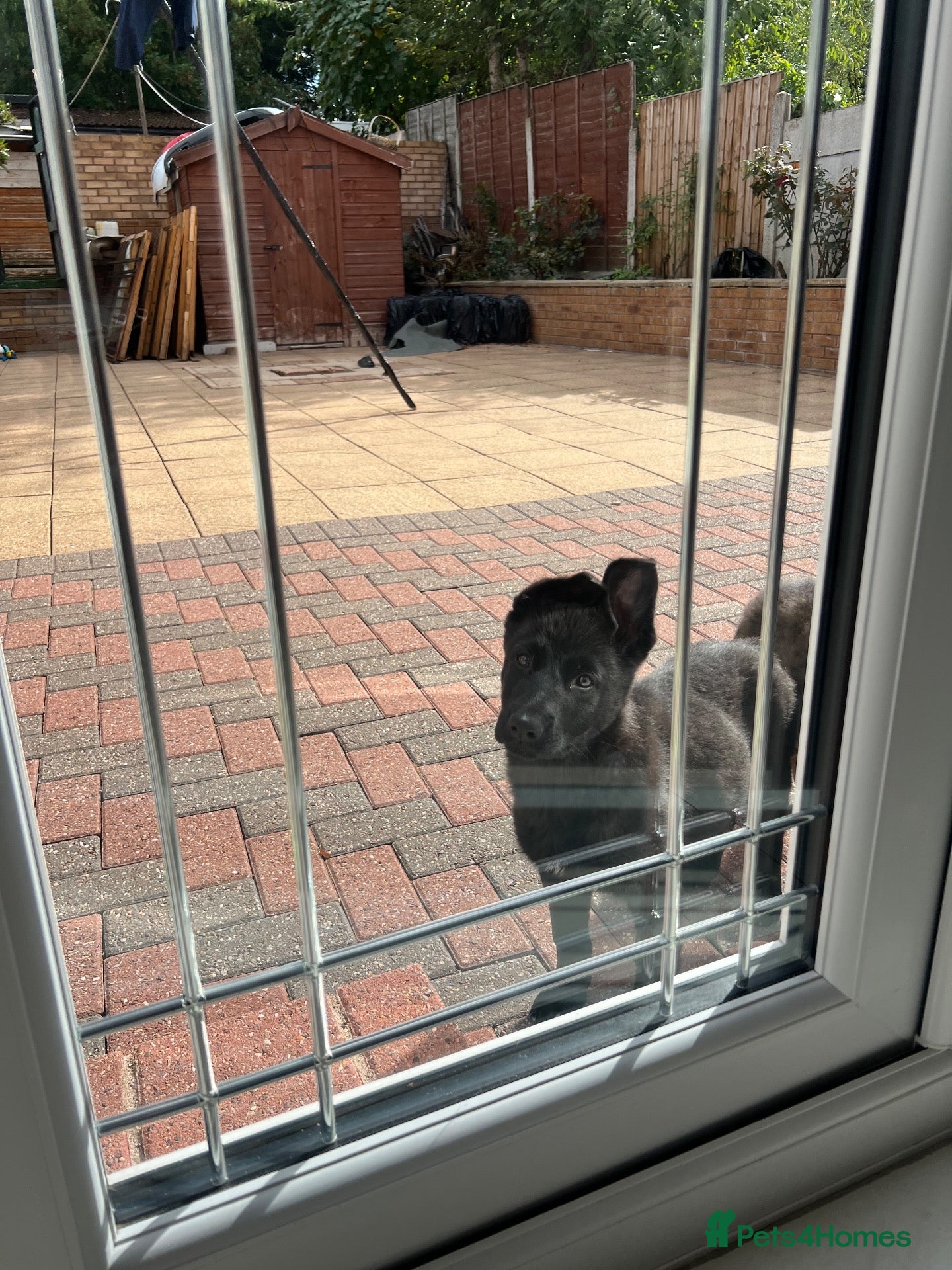 German Shepherd dogs TOP BLOODLINE BLACK GERMAN SHEPHERD PUP AVAILABLE! - Advert 2