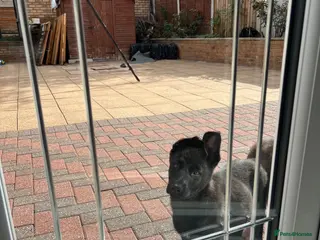 German Shepherd dogs TOP BLOODLINE BLACK GERMAN SHEPHERD PUP AVAILABLE! - Advert 2
