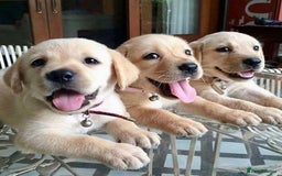 Labrador Retriever dogs for sale: Lovable, Quality KC working Labradors!! - Image 1