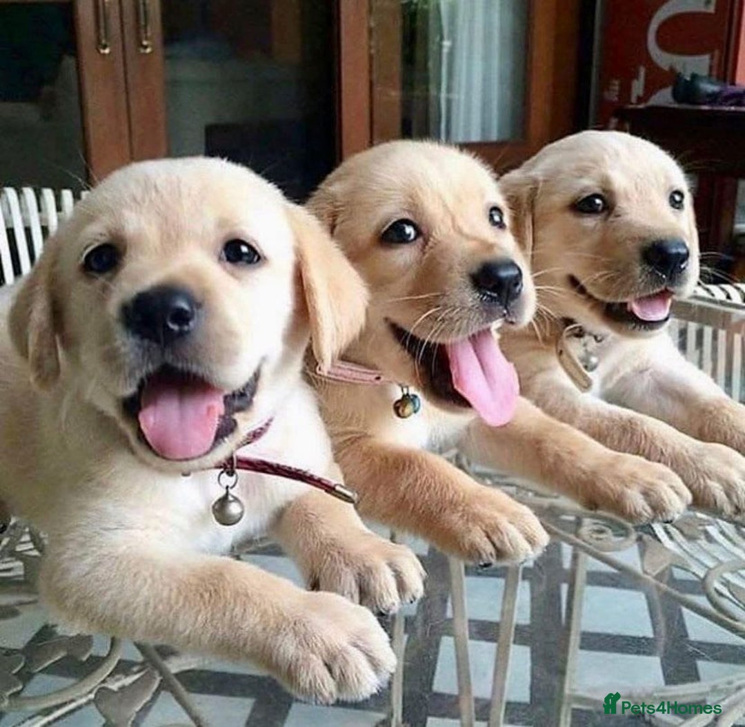 Labrador Retriever dogs for sale: Lovable, Quality KC working Labradors!! - Image 1