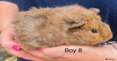 Guinea Pig rodents in Winsford - Advert 16