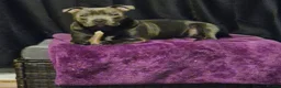 Staffordshire Bull Terrier dogs for sale: Black male kc reg Staffordshire bull terrier  - Advert 18