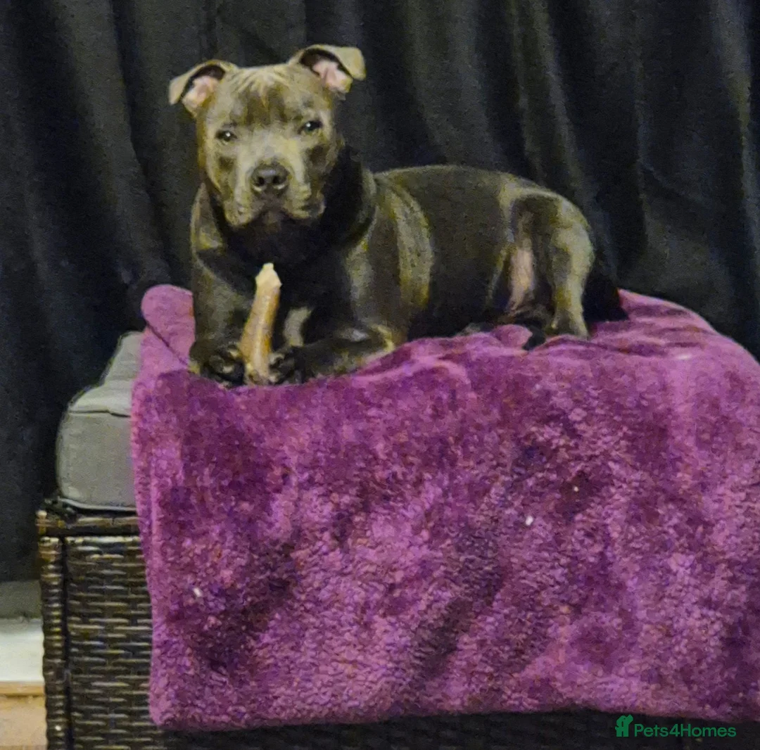 Staffordshire Bull Terrier dogs for sale: Black male kc reg Staffordshire bull terrier  - Advert 18