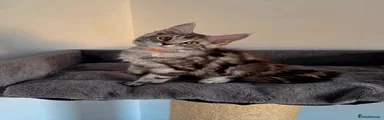 Gigi